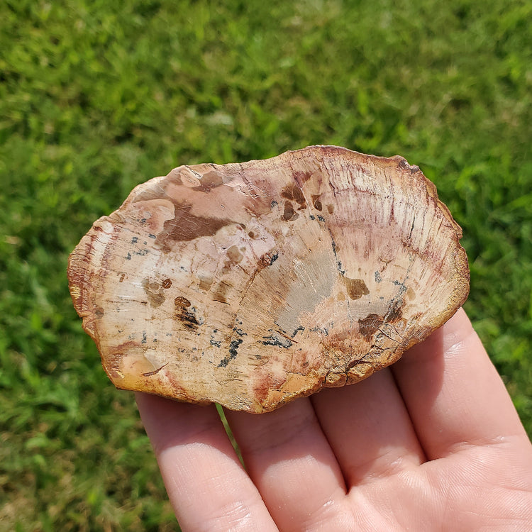 Petrified Wood Slab Slice Fossilized Crystals Mineral Stones Natural BONUS INFO CARD Gifts Collectible