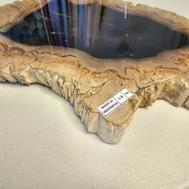 Petrified Wood Indonesia Fossilized Slab Slice Crystals Minerals