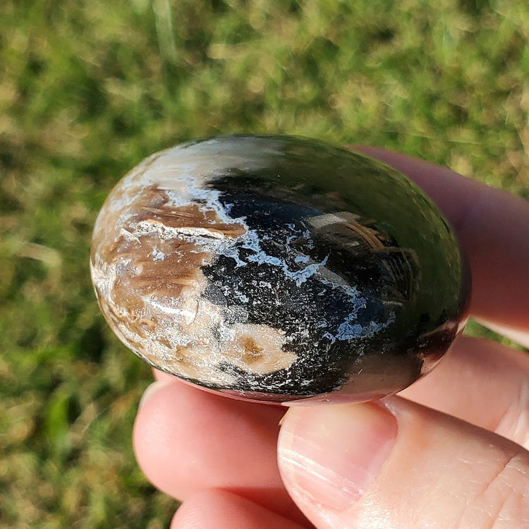 Fossilized Palm Root Palm Stone Indonesia Agate Collectible Quality Gifts D