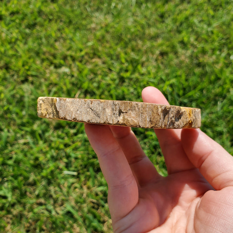 Petrified Wood Slab Minerals Fossilized BONUS INFO CARD Collectible Indonesia