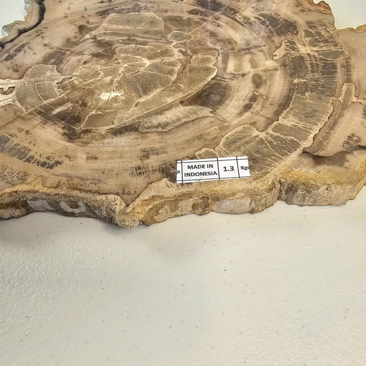 Petrified Wood Indonesia Fossilized Slab Slice Crystals Minerals
