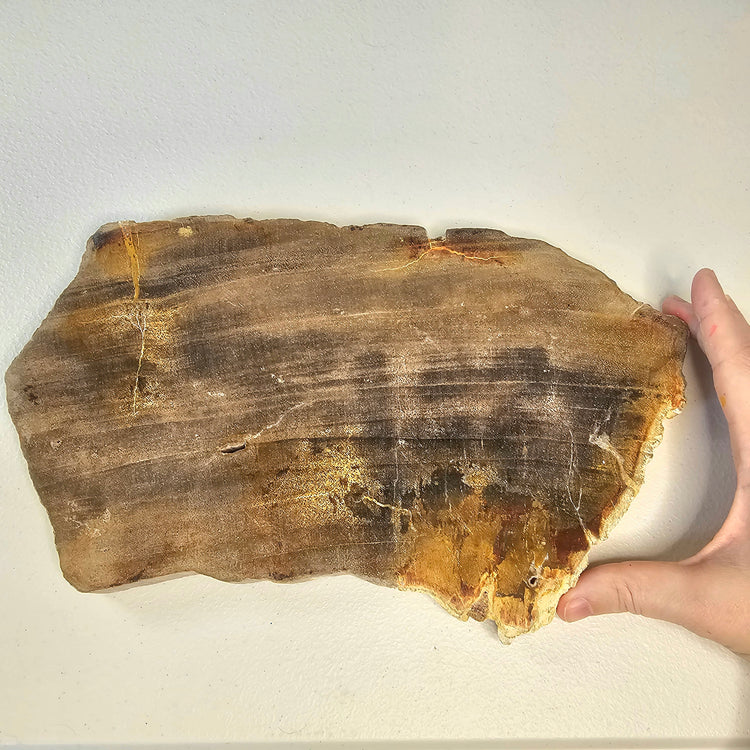 Petrified Wood Indonesia Fossilized Slab Slice Crystals Minerals Paw Print
