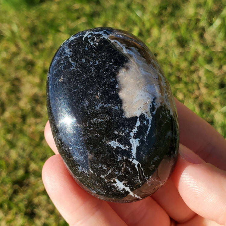 Fossilized Palm Root Palm Stone Indonesia Agate Collectible Quality Gifts D