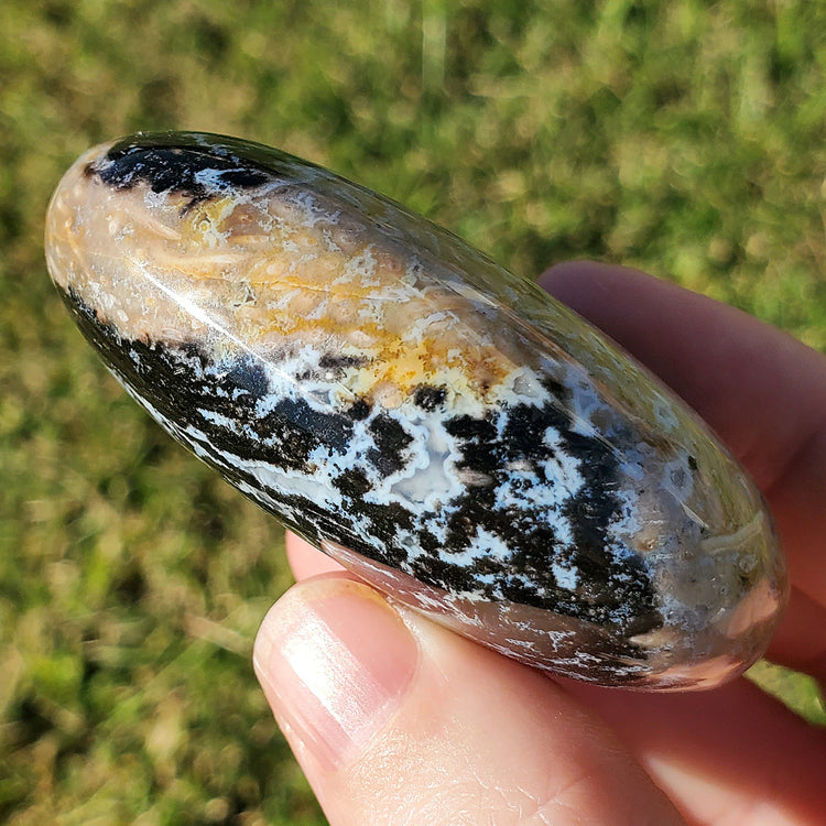Fossilized Palm Root Palm Stone Indonesia Agate Collectible Quality Gifts K