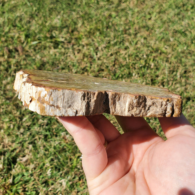 Petrified Wood Slab Minerals Stones Natural BONUS Info Card Nature Reiki Collectible