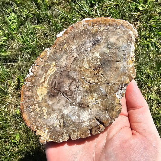 Petrified Wood Slab Minerals Stones Natural BONUS Info Card Nature Collectible