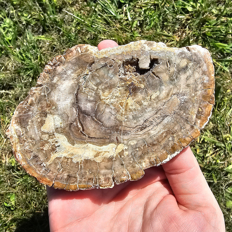 Petrified Wood Slab Minerals Stones Natural BONUS Info Card Nature Collectible