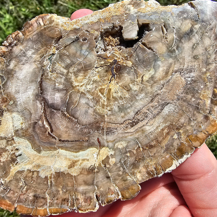 Petrified Wood Slab Minerals Stones Natural BONUS Info Card Nature Collectible