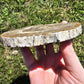 Petrified Wood Slab Minerals Stones Natural BONUS Info Card Nature Collectible