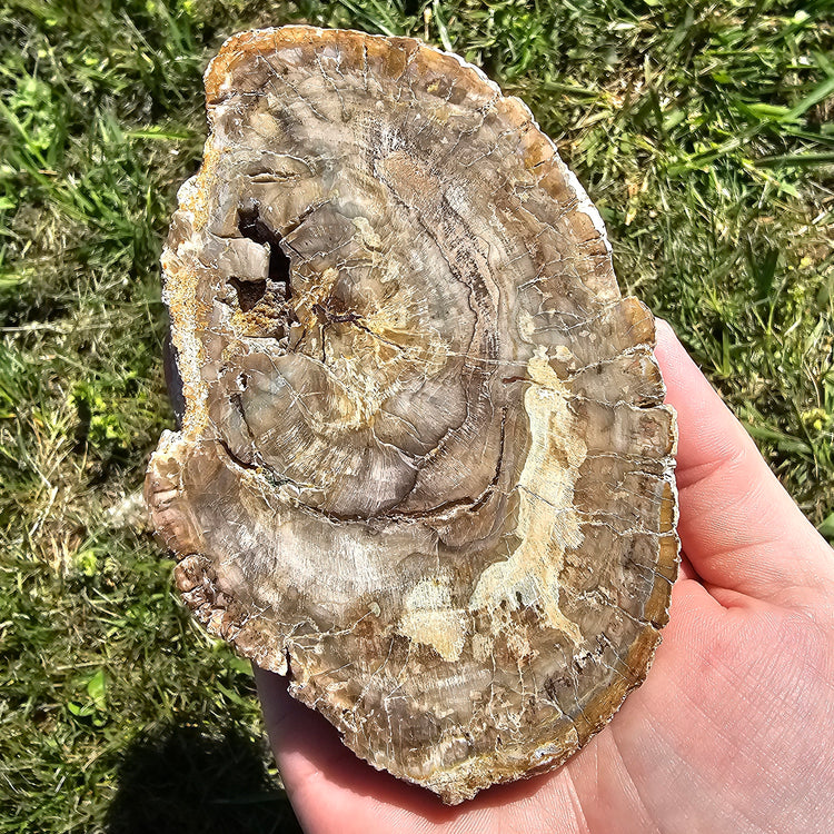 Petrified Wood Slab Minerals Stones Natural BONUS Info Card Nature Collectible