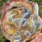 Petrified Wood Slab Minerals Stones Natural BONUS Info Card Nature Collectible