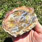 Petrified Wood Slab Minerals Stones Natural BONUS Info Card Nature Collectible