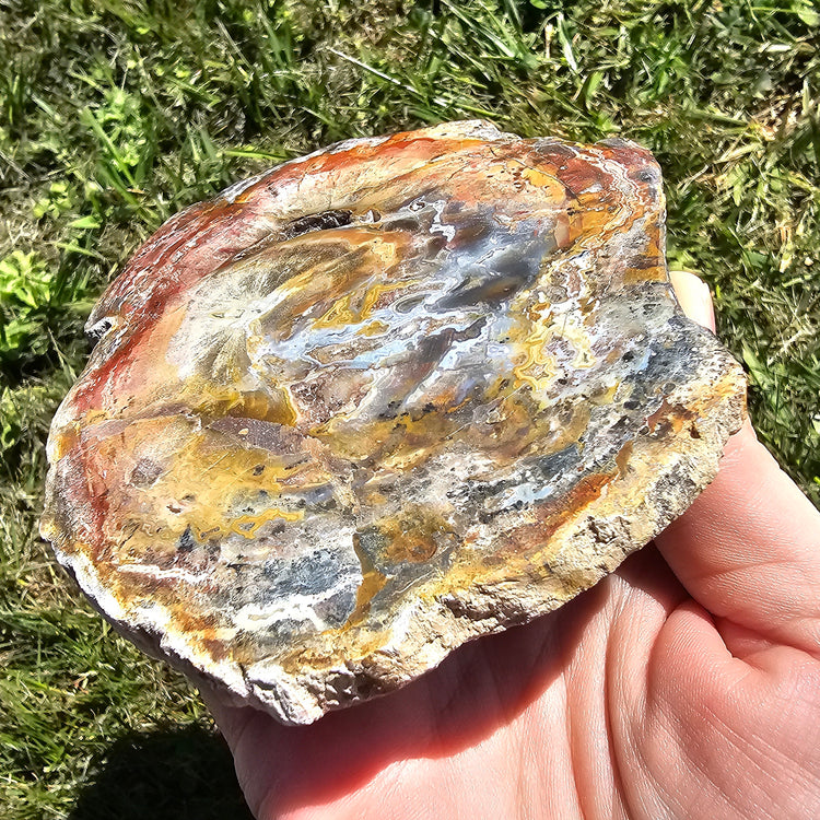 Petrified Wood Slab Minerals Stones Natural BONUS Info Card Nature Collectible