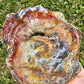 Petrified Wood Slab Minerals Stones Natural BONUS Info Card Nature Collectible