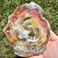 Petrified Wood Slab Minerals Stones Natural BONUS Info Card Nature Collectible