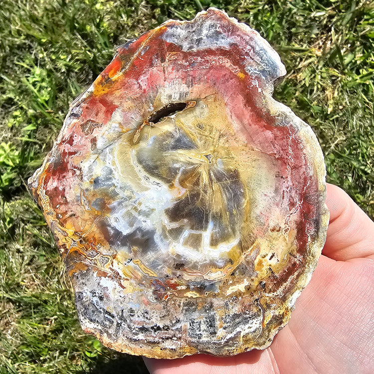 Petrified Wood Slab Minerals Stones Natural BONUS Info Card Nature Collectible