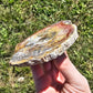 Petrified Wood Slab Minerals Stones Natural BONUS Info Card Nature Collectible