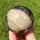 Fossilized Palm Root Sphere Indonesia BONUS GIFT Hematite Ring Collectible DD