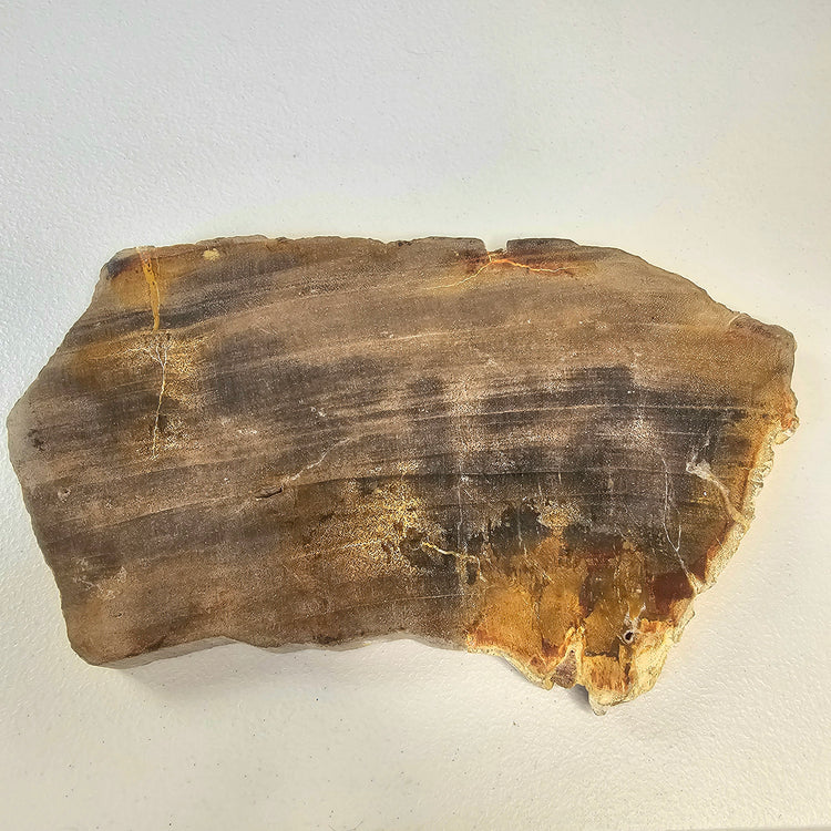 Petrified Wood Indonesia Fossilized Slab Slice Crystals Minerals Paw Print