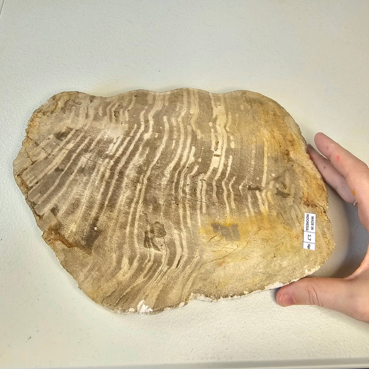 Petrified Wood Indonesia Fossilized Slab Slice Crystals Minerals