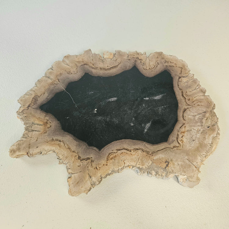 Petrified Wood Indonesia Fossilized Slab Slice Crystals Minerals