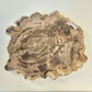 Petrified Wood Indonesia Fossilized Slab Slice Crystals Minerals Paw Print