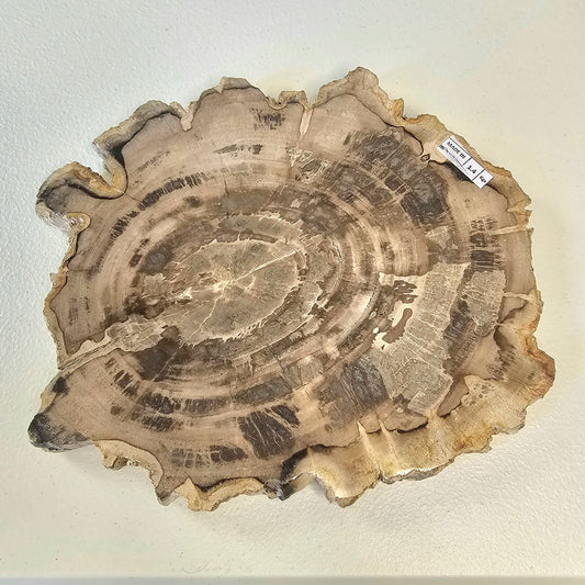 Petrified Wood Indonesia Fossilized Slab Slice Crystals Minerals Paw Print