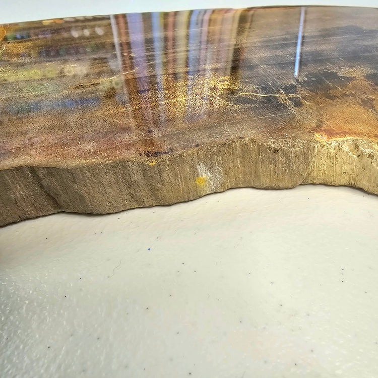 Petrified Wood Indonesia Fossilized Slab Slice Crystals Minerals Paw Print