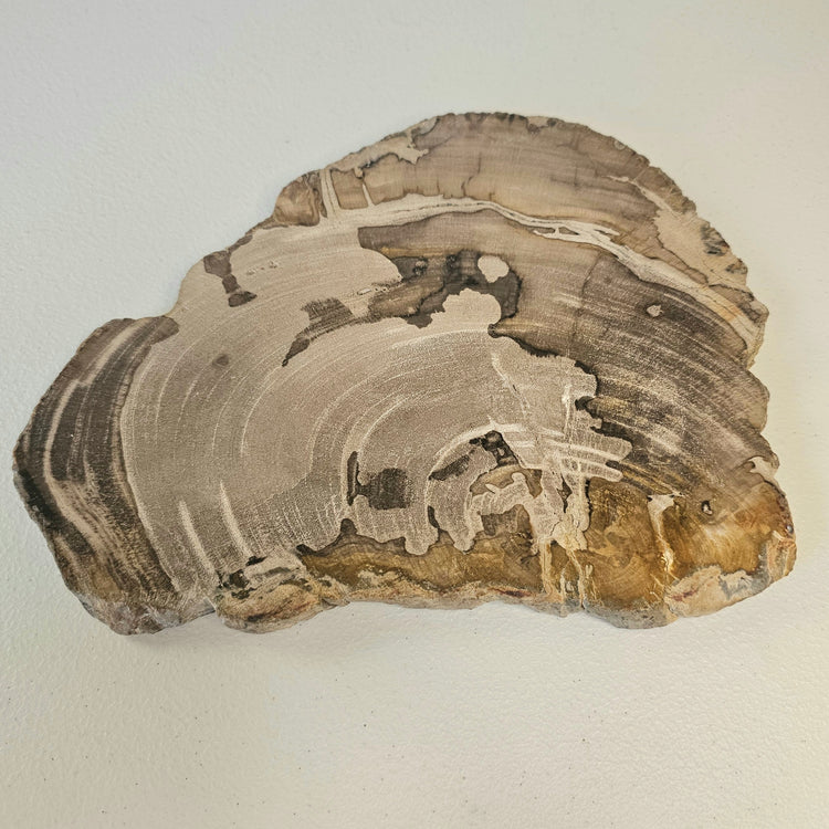 Petrified Wood Indonesia Fossilized Slab Slice Crystals Minerals