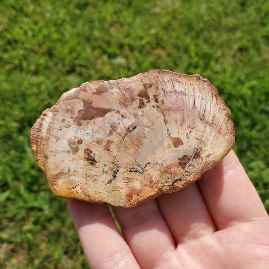 Petrified Wood Slab Slice Fossilized Crystals Mineral Stones Natural BONUS INFO CARD Gifts Collectible
