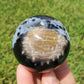 Fossilized Palm Root Sphere Indonesia BONUS GIFT Hematite Ring Collectible GG