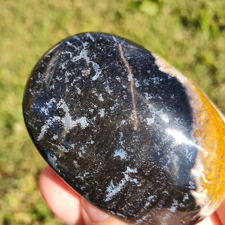 Fossilized Palm Root Palm Stone Indonesia Agate Collectible Quality Gifts A