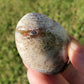 Fossilized Palm Root Palm Stone Indonesia Agate Collectible Quality Gifts C