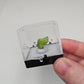 Pyromorphite Crystals Minerals Thumbnails Natural Specimen Collectible