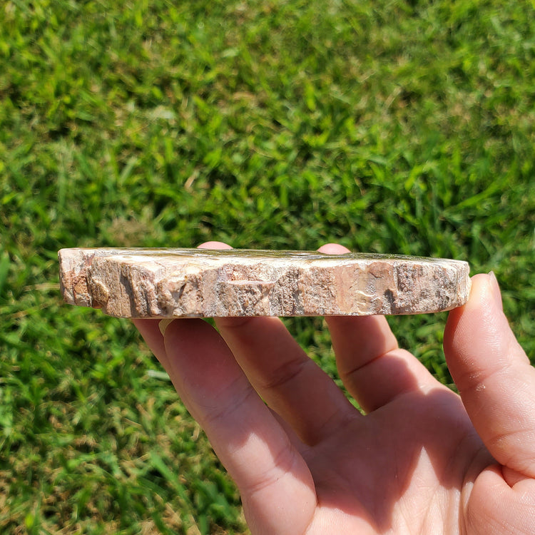Petrified Wood Indonesia Fossilized Slab Slice Crystals Minerals Stones Natural Metaphysical Nature Reiki Collectible