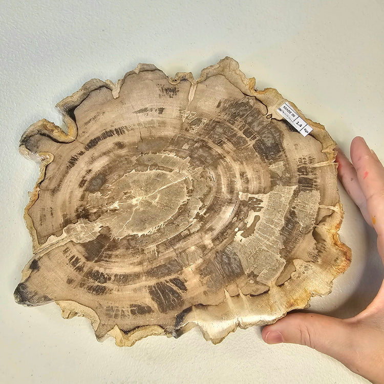 Petrified Wood Indonesia Fossilized Slab Slice Crystals Minerals Paw Print