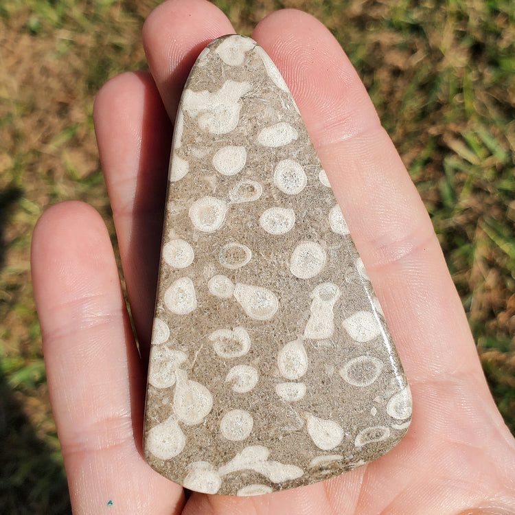 Fossilized Coral Crystals Minerals Stones Natural Specimen Collectible