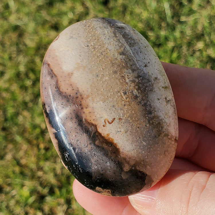 Fossilized Palm Root Palm Stone Indonesia Agate Collectible Quality Gifts J