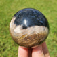 Fossilized Palm Root Sphere Indonesia BONUS GIFT Hematite Ring Collectible FF