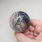High Quality Fossilized Palm Root Sphere Indonesia Collectible