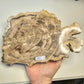 Petrified Wood Indonesia Fossilized Slab Slice Crystals Minerals