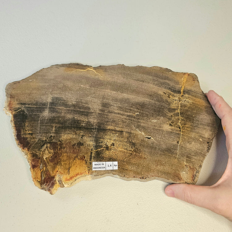 Petrified Wood Indonesia Fossilized Slab Slice Crystals Minerals Paw Print