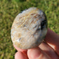 Fossilized Palm Root Palm Stone Indonesia Agate Collectible Quality Gifts K