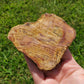 Petrified Wood Slab Minerals Fossilized BONUS INFO CARD Collectible Indonesia