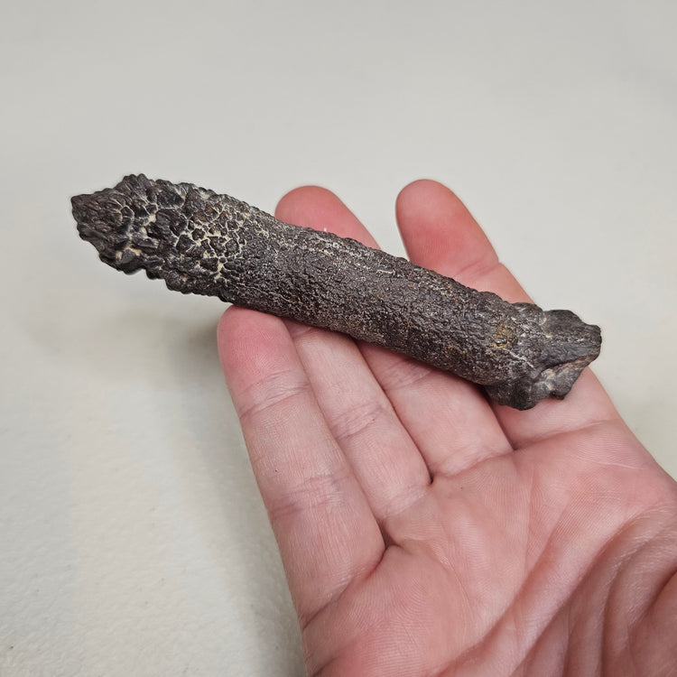 Prophecy Stone Unique Specimen Collectible Minerals Egypt