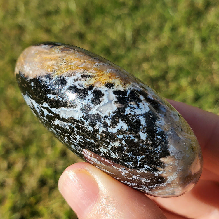Fossilized Palm Root Palm Stone Indonesia Agate Collectible Quality Gifts K
