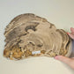 Petrified Wood Indonesia Fossilized Slab Slice Crystals Minerals