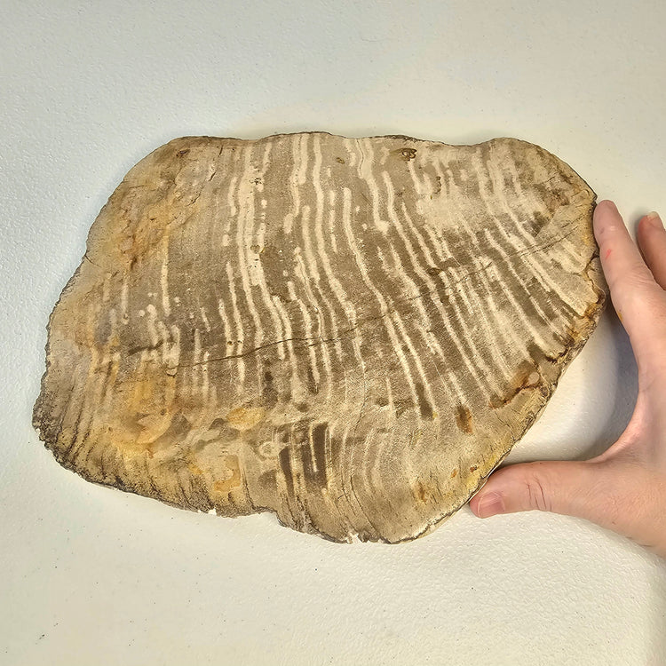 Petrified Wood Indonesia Fossilized Slab Slice Crystals Minerals