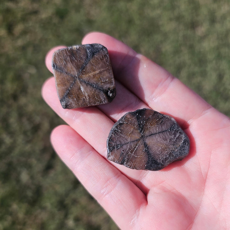Chiastolite Slice Crystals Minerals Stones Natural Metaphysical Nature Reiki Collectible