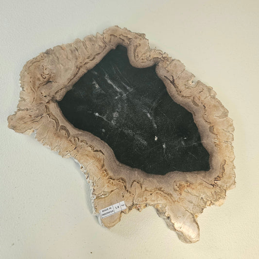 Petrified Wood Indonesia Fossilized Slab Slice Crystals Minerals